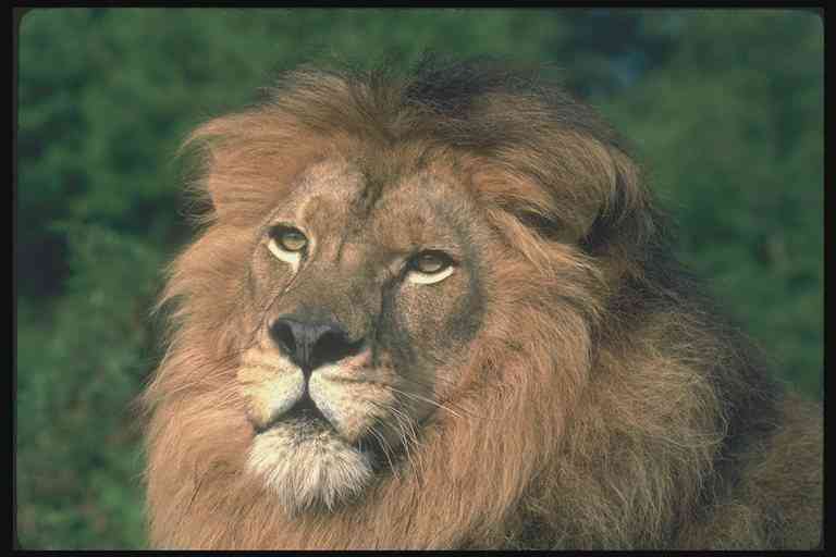 Leeuw-01-African Lion Male-by Trudie Waltman.jpg