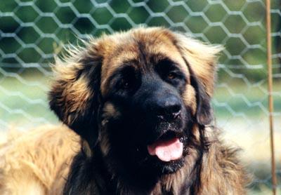 Leonberger04-Dog-by Lasse.jpg