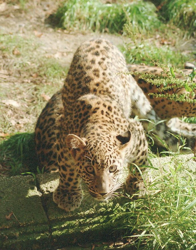 Leopard004-by Ralf Schmode.jpg