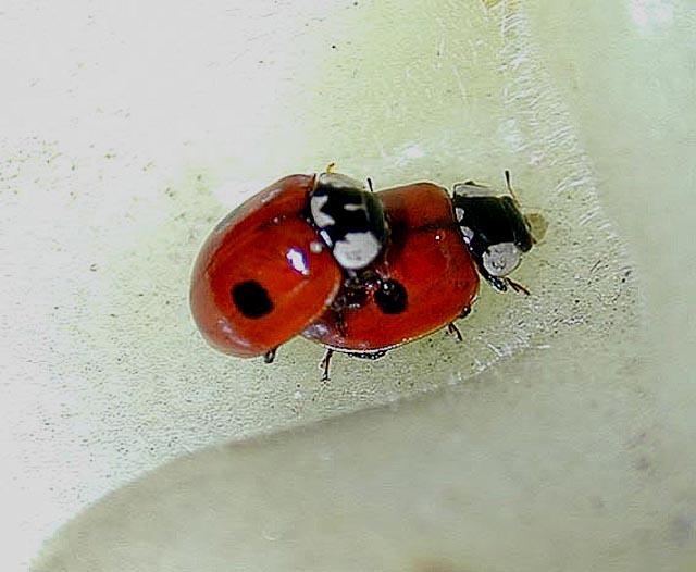 Lieveheerbeestjes-Ladybugs mating-by Tony Heyman.jpg