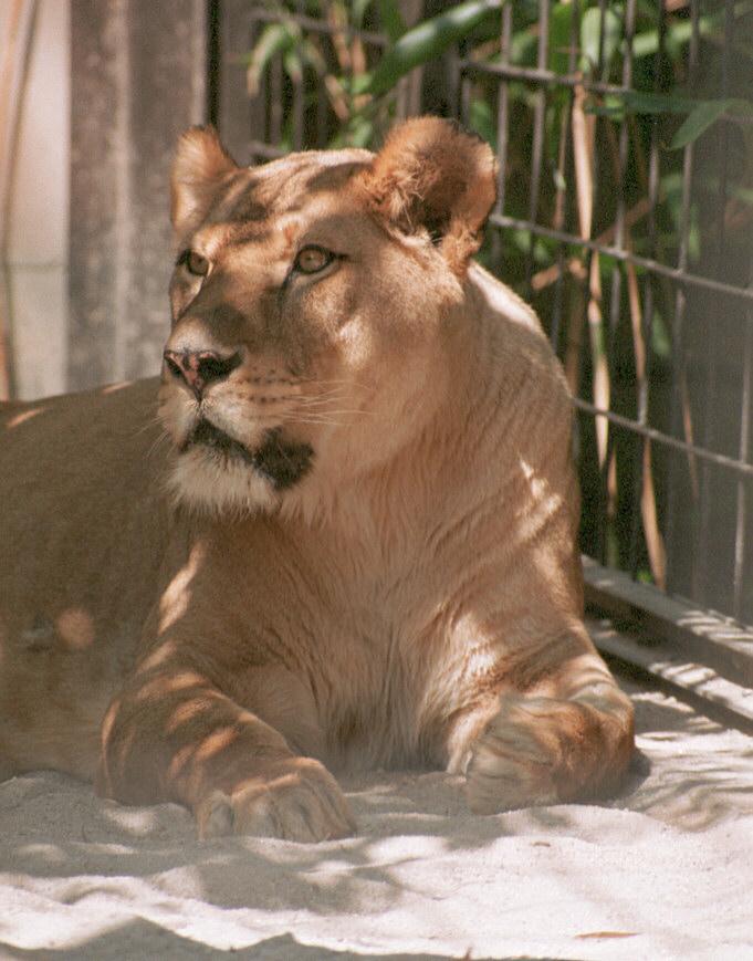Lioness008-in Wilhelma Zoo-by Ralf Schmode.jpg