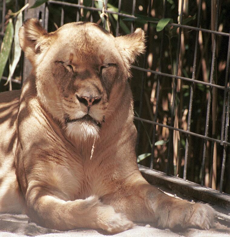 Lioness010-at Wilhelma Zoo-by Ralf Schmode.jpg