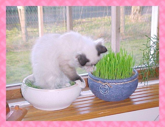 Lisa Feb2000-House Cat Kitten-by 2catz.jpg