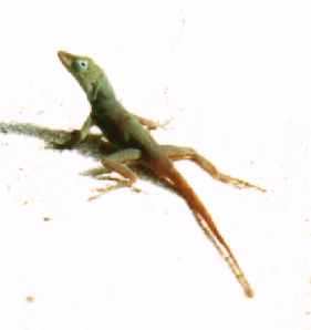 Lizard from Jamaica-by Theresa.jpg