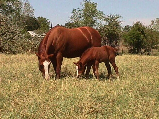 M-003f-Quarter Horses-mom and baby-by Mike Hunter.jpg