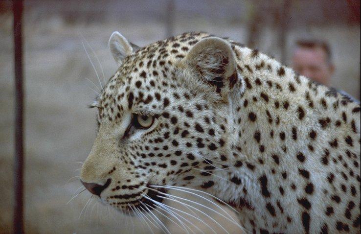 MKramer-Img0013-African Leopard-face closeup.jpg