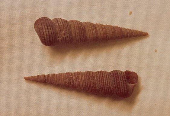 MKramer-Img0094-long Ireland shells-common European turritella.jpg