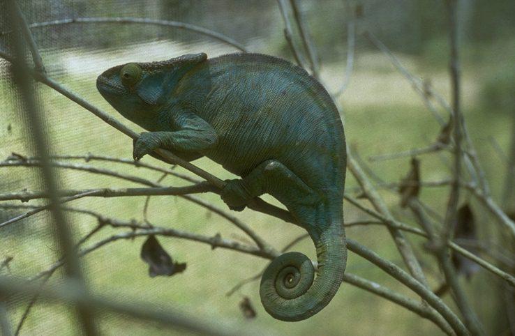 MKramer-Madagascar-chameleon on tree with coiled tail.jpg