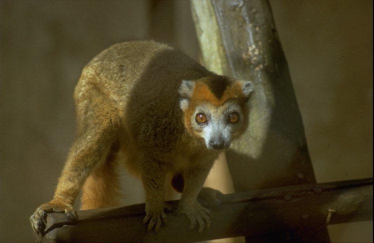 MKramer-Madagascar crowned lemur-on branch-closeup.jpg