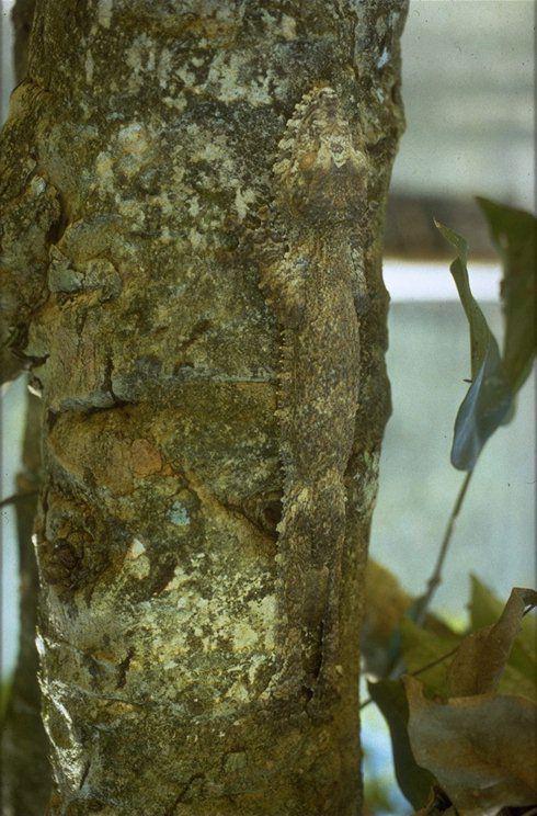MKramer-Madagascar flat-tailed gecko-up tree-camouflage.jpg