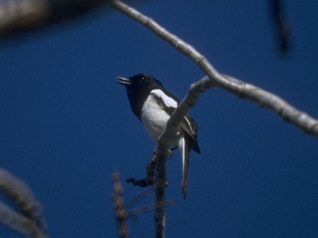 MKramer-Madagascar magpie robin-sings on branch.jpg