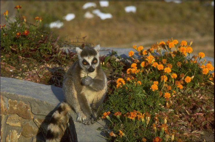 MKramer-Madagascar ring-tailed lemur-in flower garden.jpg
