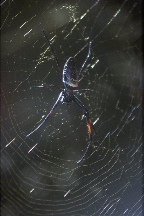 MKramer-Madagascar spider-on web.jpg