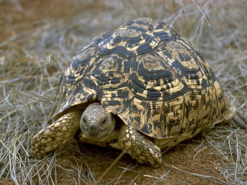 MKramer-South African leopard tortoise-walks in bush-closeup.jpg
