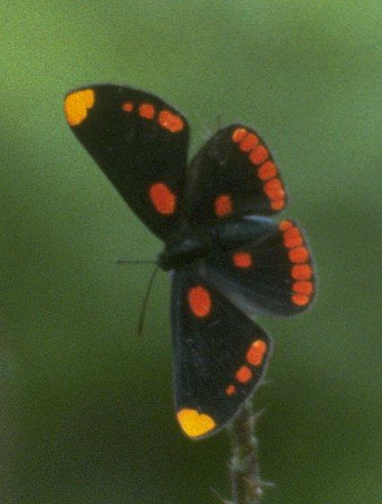 MKramer-Unidentified butterfly3-from Costa Rica.jpg