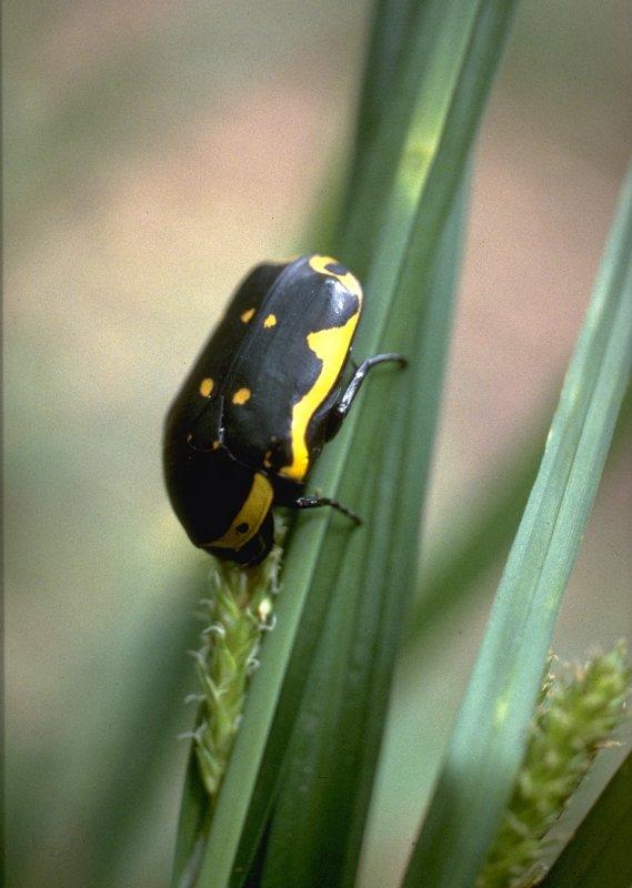MKramer-beetle1-unidentified from South Africa.jpg
