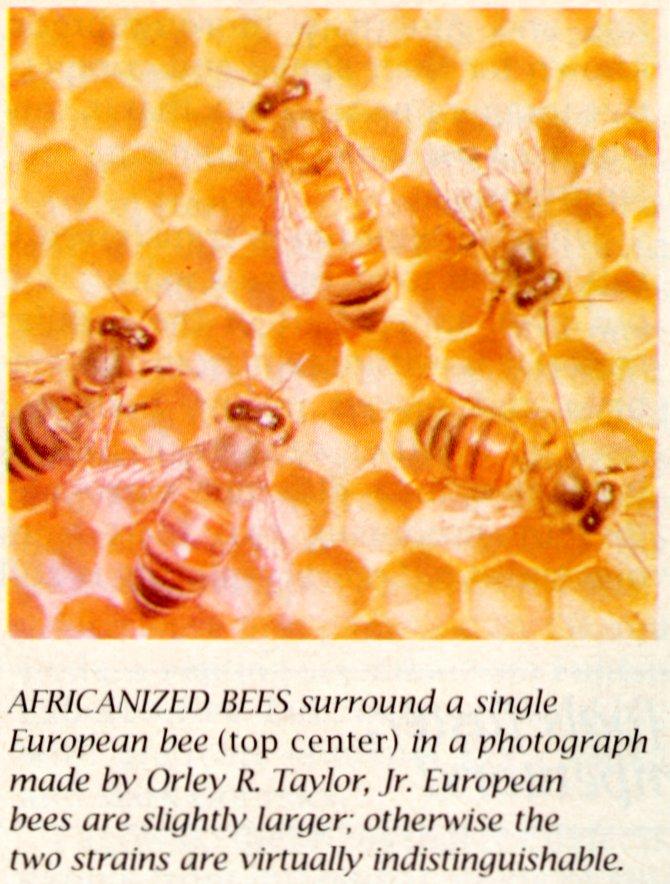 MKramer-bijen-Africanized Bees-and-an European Bee.jpg