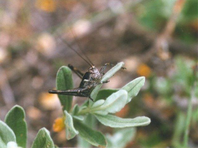 MKramer-grasshopper2-from Portugal.jpg