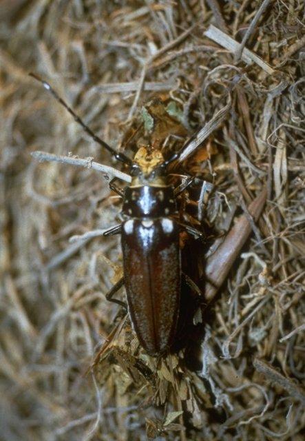 MKramer-large beetle-unidentified from Costa Rica.jpg