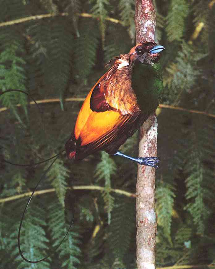 Magnificent Bird-of-Paradise-Bird-TR-by Trudie Waltman.jpg