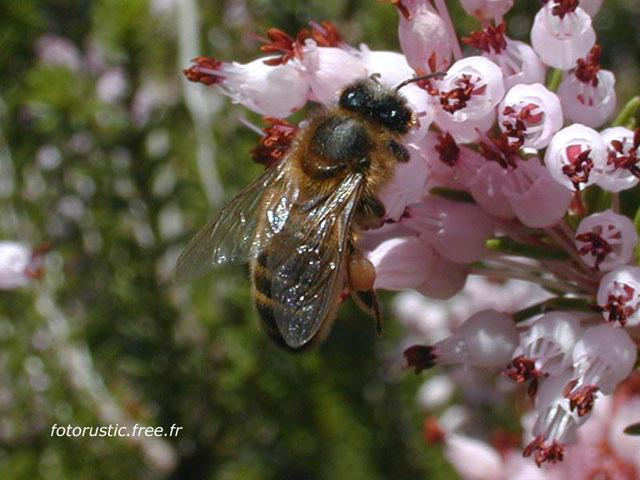 Maya1-Honeybee-by Souchon Claude and Sebastien.jpg