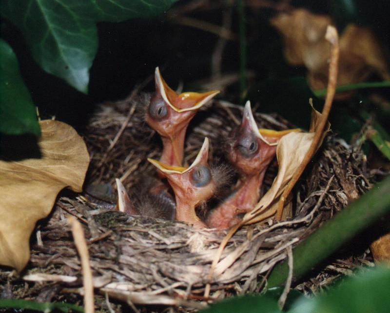 Merels-Unidentified Young Birds in nest-by Astrid van der Meijde.jpg