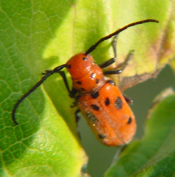 MilkWeedBugSmall-by Gerry Mantha.jpg
