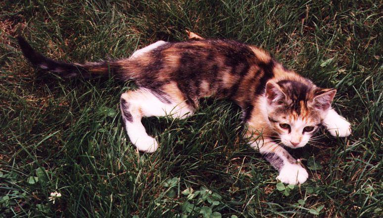 Millycat12-House cat kitten-on grass-by Linda Bucklin.jpg