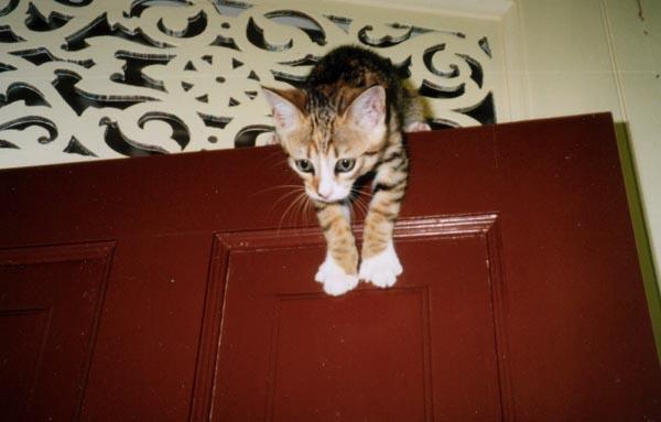 Missy on door-House Cat Kitten-by Taina.jpg