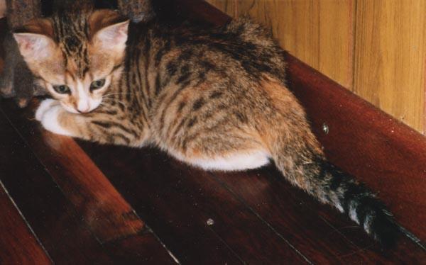 Missy on floor-House Cat Kitten-by Taina.jpg