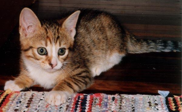 Missy on rug-House Cat Kitten-by Taina.jpg