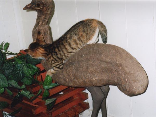 Missy with emu-House Cat Kitten-by Taina.jpg
