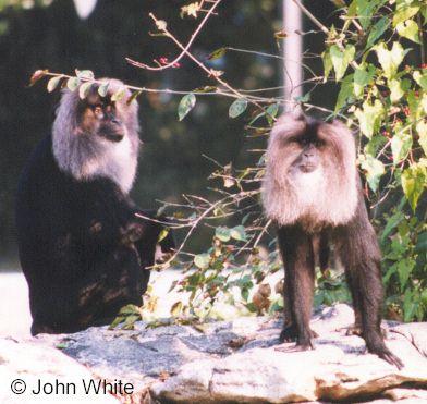 Monkeys-unidentified-pair-by John White.jpg
