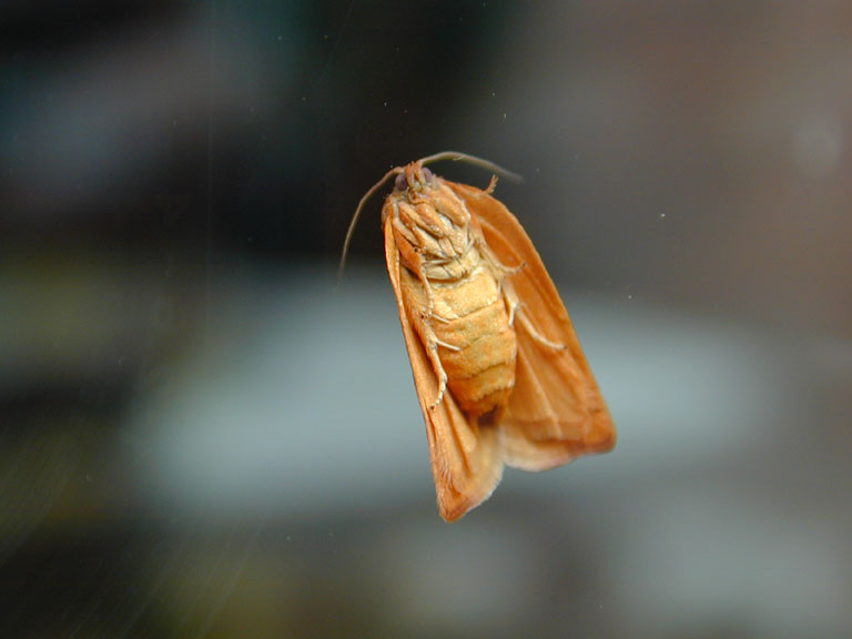Moth on window-by Tony Heyman.jpg