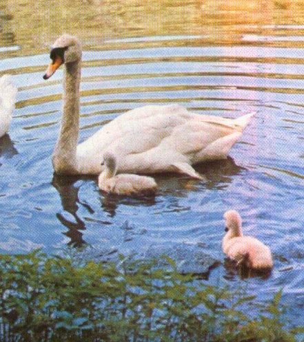Mute swans-mom n chicks on water-by Dan Cowell.jpg