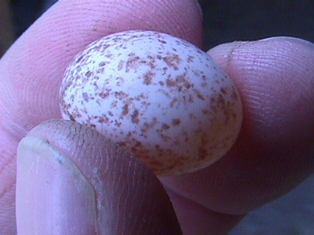 Mvc-005f-Unidentified Bird Egg-with brown spots-by Bryan Sanson.jpg