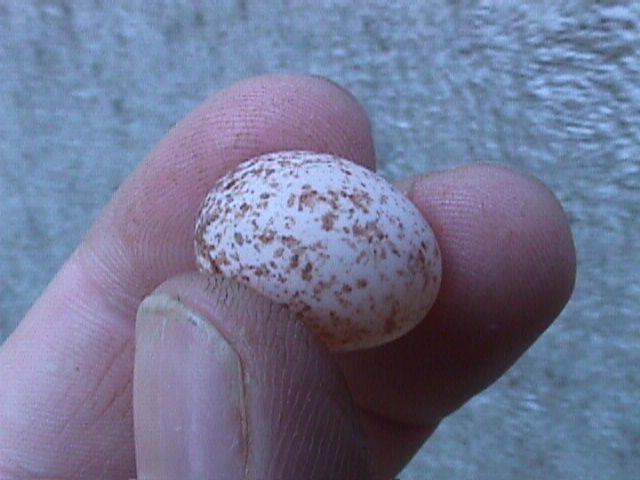 Mvc-006f-Unidentified Bird Egg-with brown spots-by Bryan Sanson.jpg