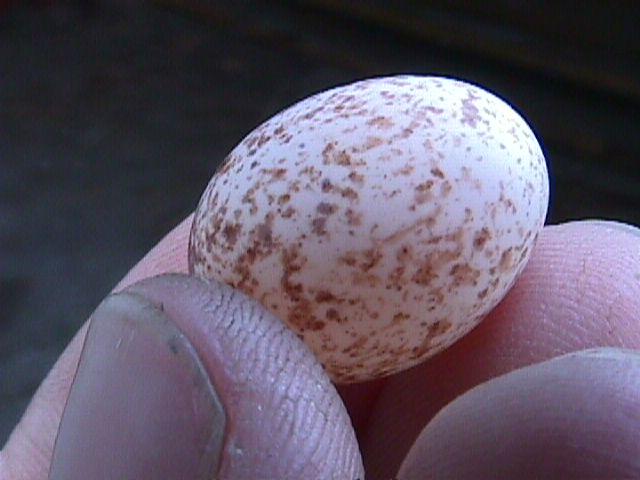 Mvc-007f-Unidentified Bird Egg-with brown spots-by Bryan Sanson.jpg