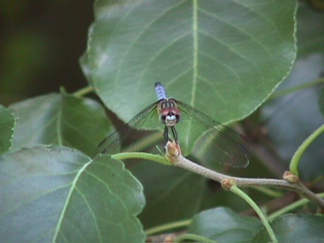 Mvc-009f-Dragonfly-siting on branch-by Bryan Sanson.jpg