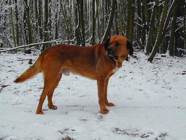 My Pal 4-Dog on snow-by Tony Heyman.jpg