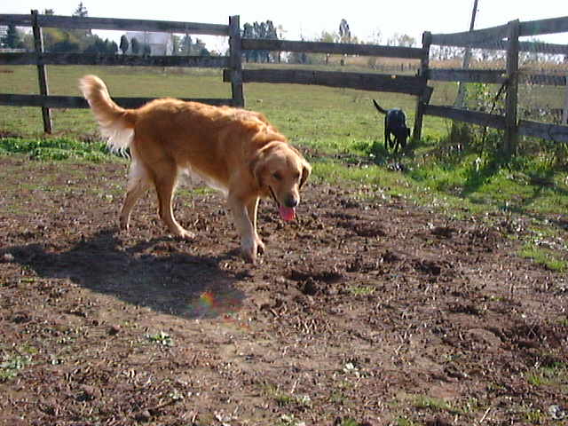 Nacho001-Golden Retriever Dog-along fence-by LesserMyopia.jpg