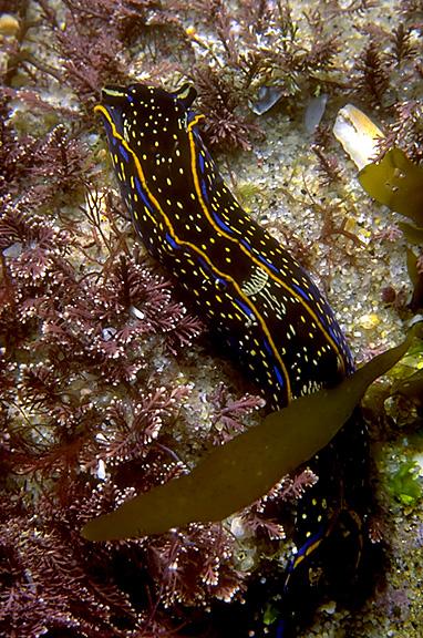 Navanax inermis-Pacific Coast Intertidal Slug-by Walt Stoneham.jpg