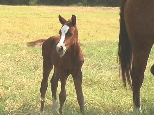New99-Quarter Horse-3 day old foal-by Mike Hunter.jpg