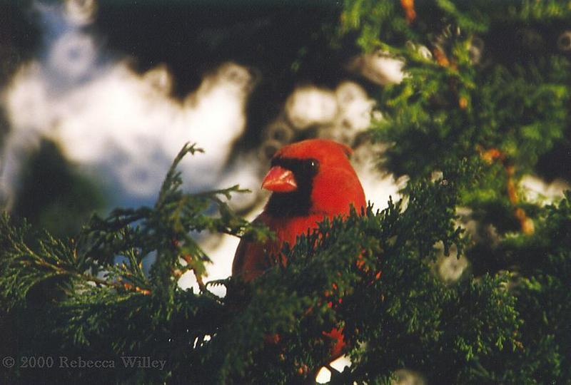Northern cardinal in hemlock tree-by Rebecca Willey.jpg