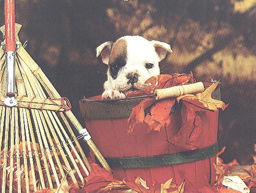 October-Dog Puppy-by April Grimm.jpg