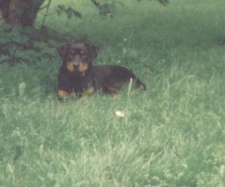 Olga1-Rottweiler Dog-by Lasse.jpg