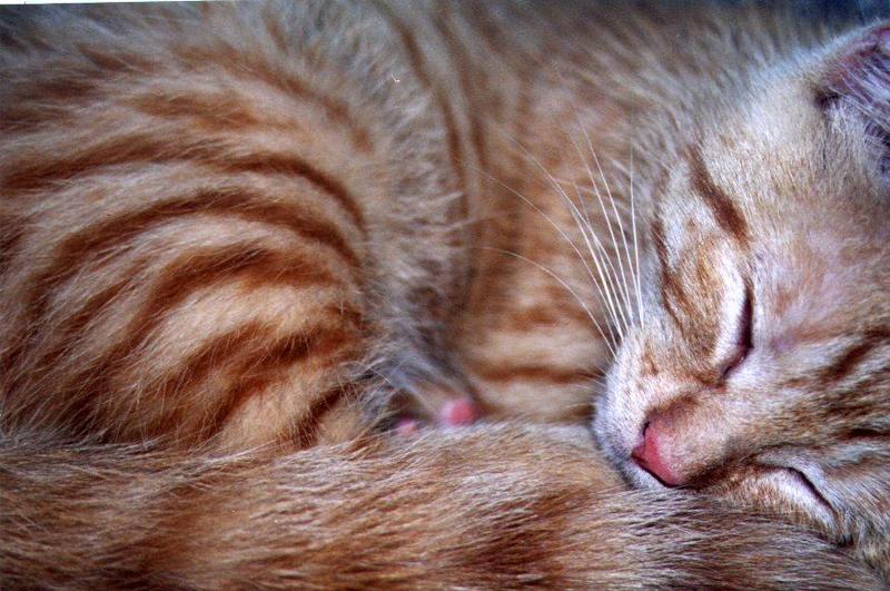 Opie1-99-Brown House Cat Kitten-by Linda Bucklin.jpg