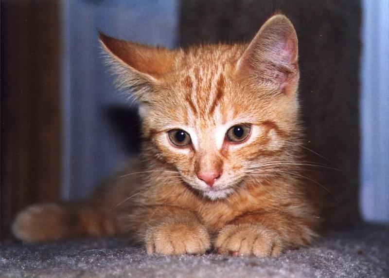 Opie15-99-Brown House Cat Kitten-closeup-by Linda Bucklin.jpg