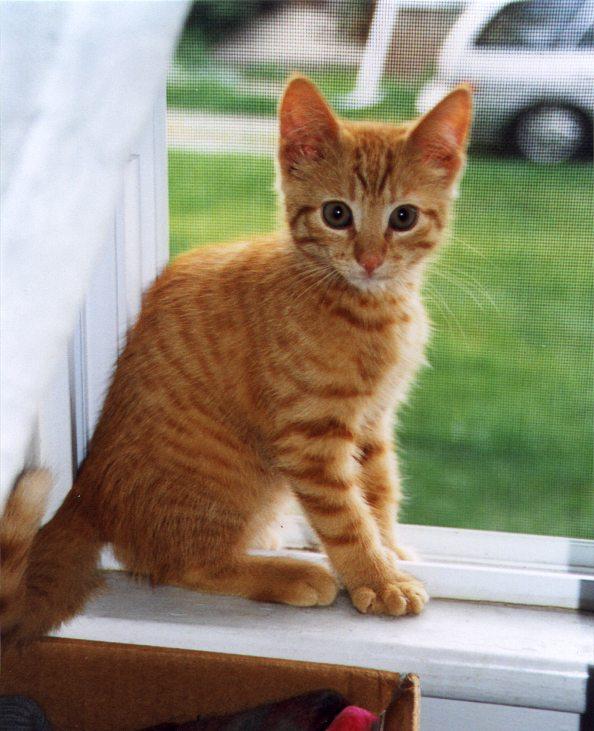 Opie2-99-Brown House Cat Kitten-by Linda Bucklin.jpg