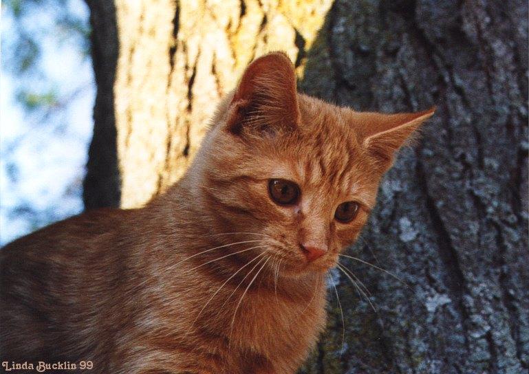 Opie23-99-Brown House Cat-in a tree-by Linda Bucklin.jpg